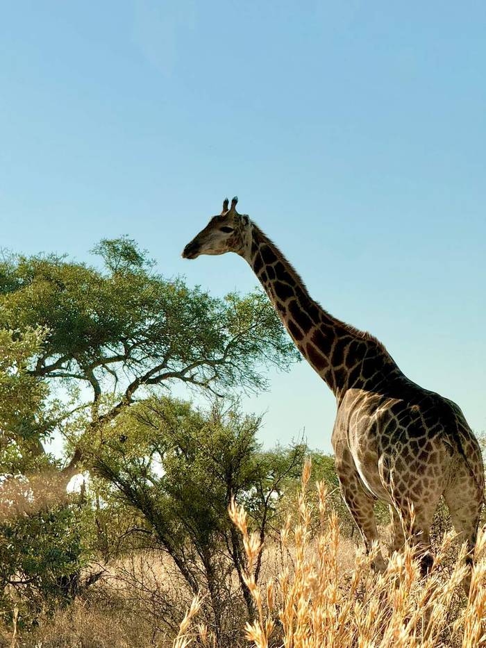 Our consultant Mel arranged this 5-star safari for our guest Emily and her Mom from the US who spent 4 nights in Simbavati Hilltop and took fabulous photos