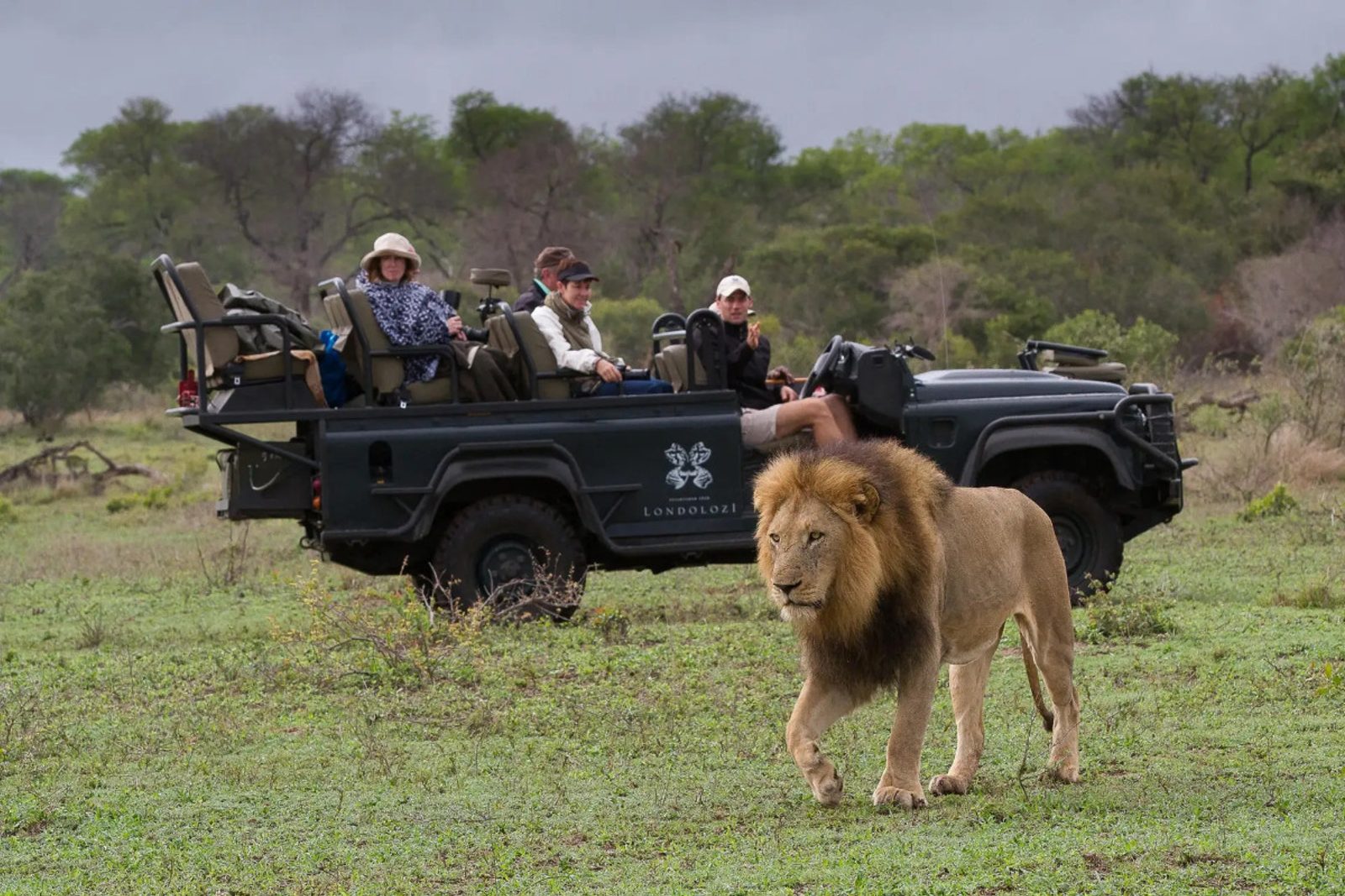 Lions rule the plains in the Greater Kruger.