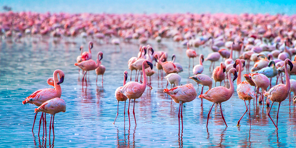 lake nakuru tour