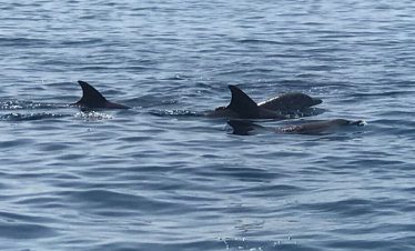 wasini dolphin tour