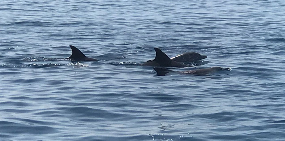 wasini dolphin tour