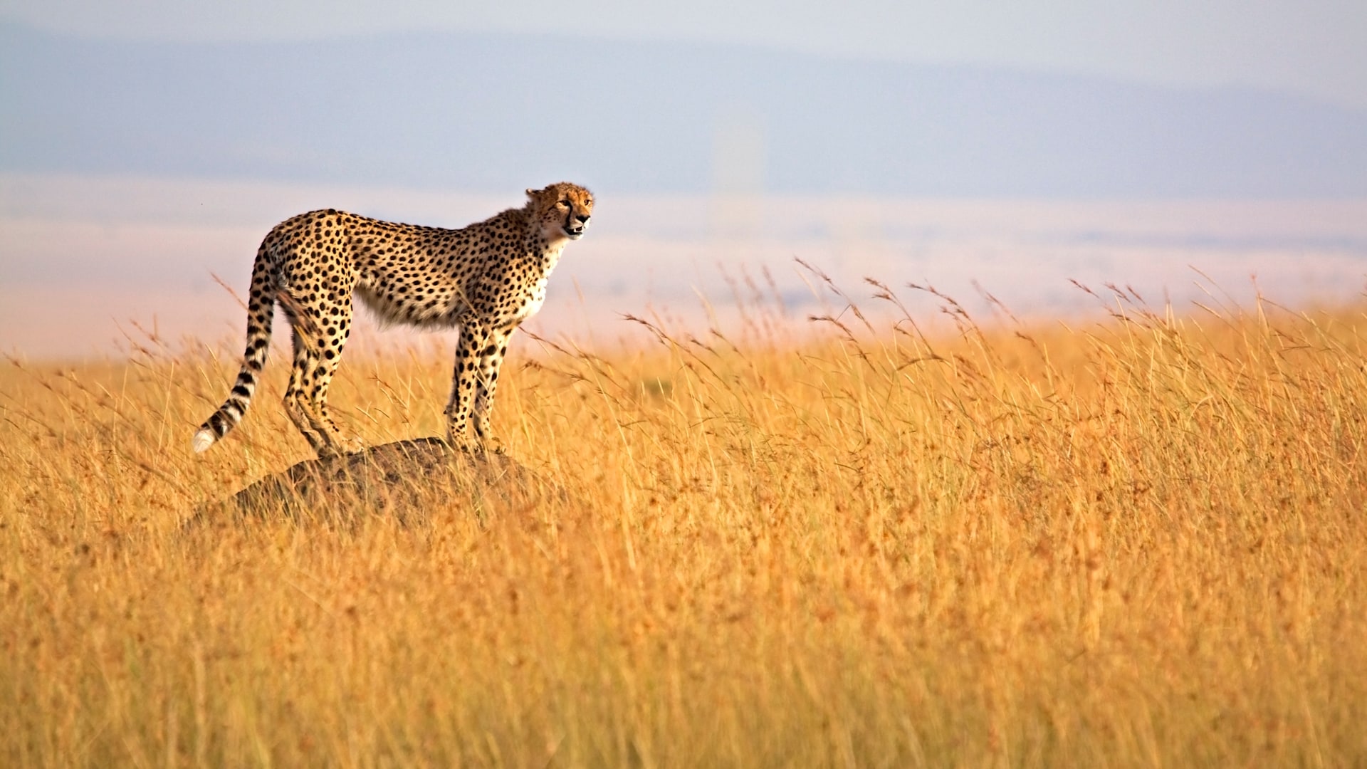 maasai mara