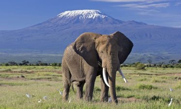 AMBOSELI