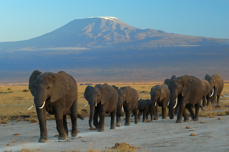 TSAVO EAST