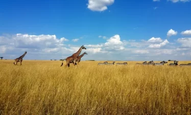 MAASAI MARA