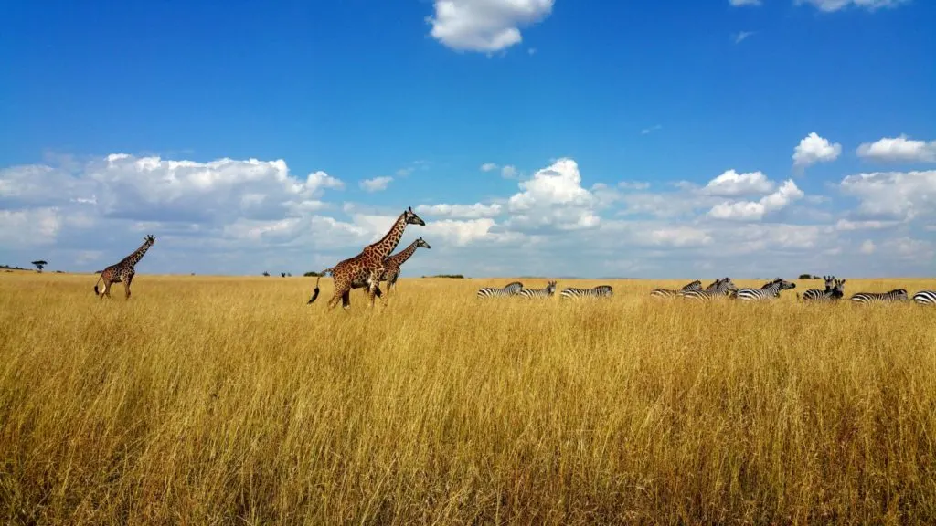 MAASAI MARA