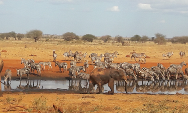 3 DAYS TSAVO EAST AND NGUTUNI GAME SANTUARY.