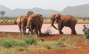 4 DAYS TSAVO EAST/ ZIWANI/ TAITA HILLS