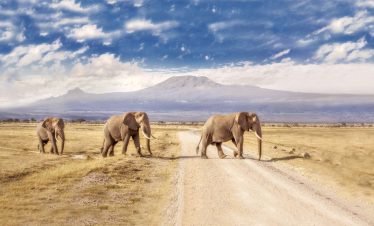AMBOSELI